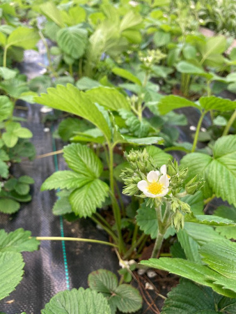 Агроткань для клубники